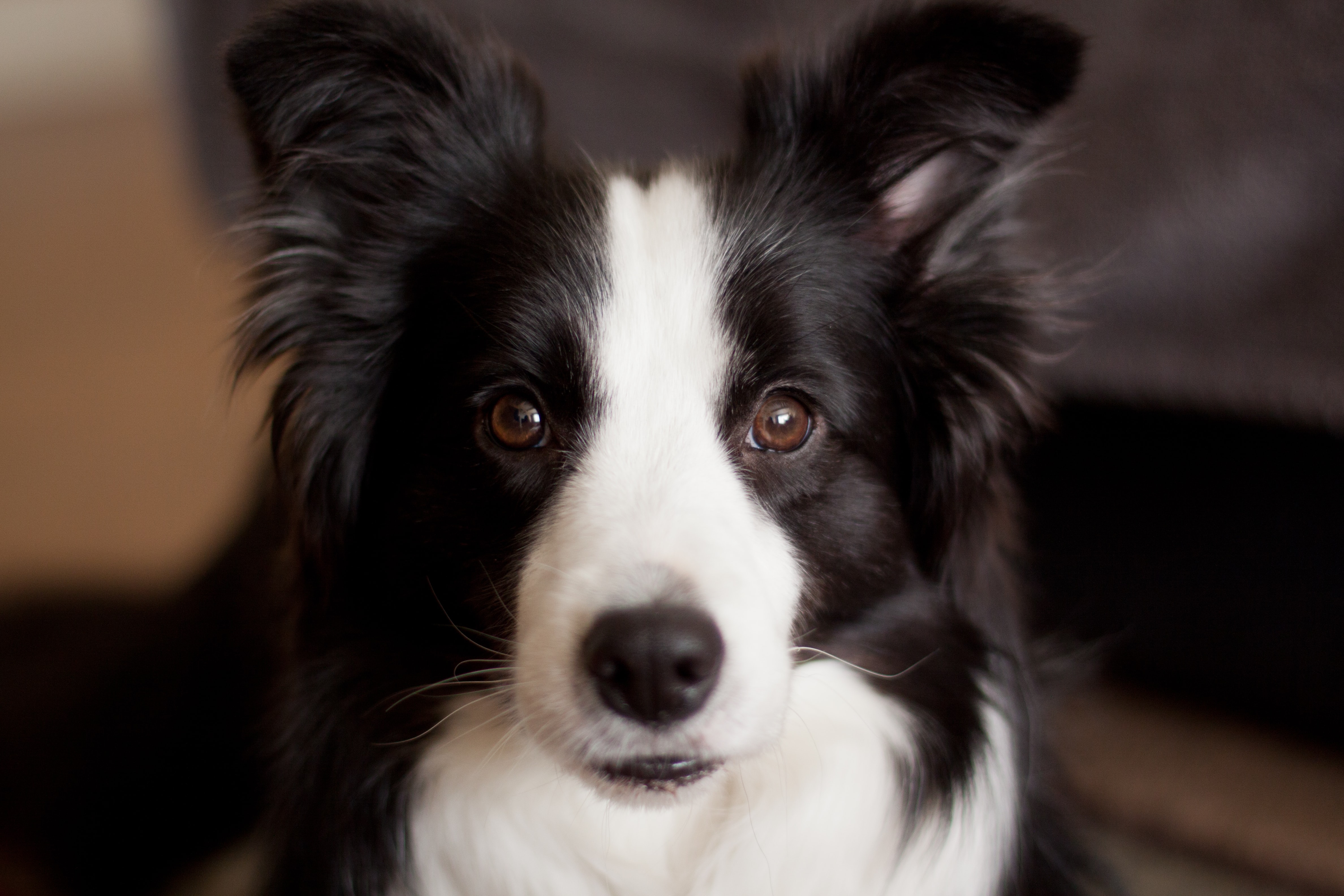 Le Border Collie, un chien agile et intelligent ! - Sciences et Avenir