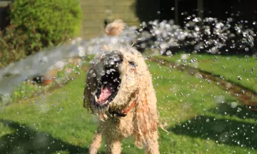 Dog splashing in water