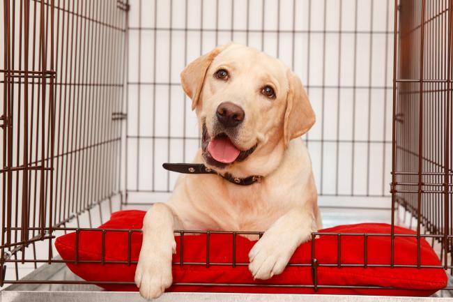 Les meilleures cages pour chiens : notre sélection