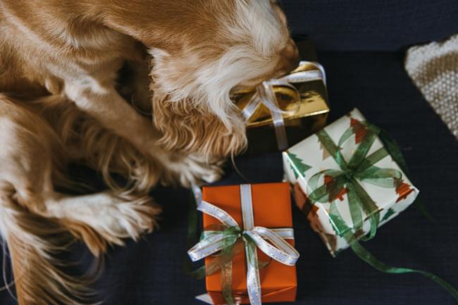 Idées de cadeaux pour les parents d'animaux de compagnie