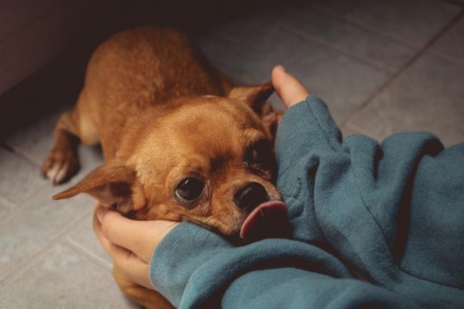 Une personne prend la tête d'un chien entre ses main pour le câliner