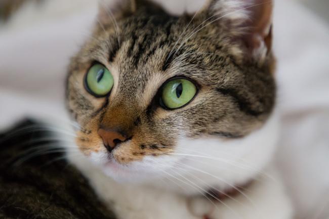 Cat with green eyes