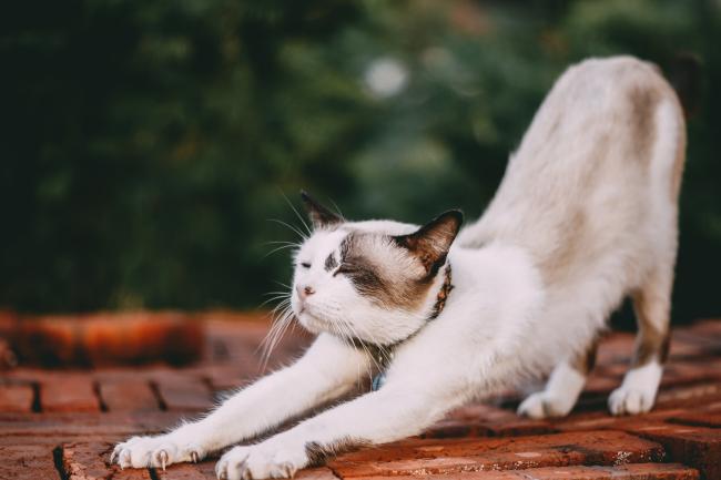 Cat scratching