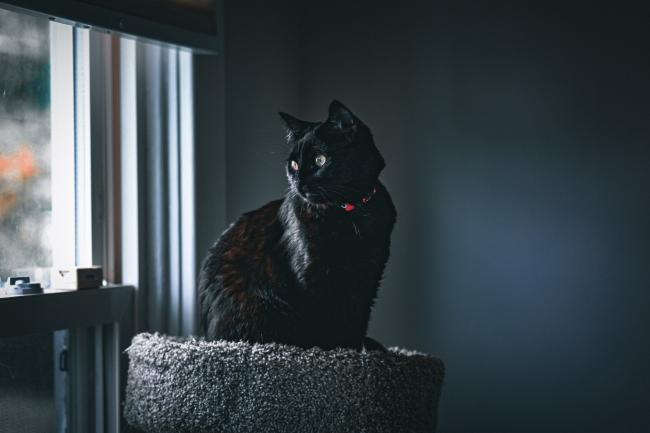 Un chat noir est assis sur un coussin près de la fenêtre