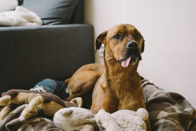 A Dog with its tongue out